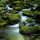 Illustration for article titled The Synchronous Fireflies Of The Smokies Are A Sight Unlike Any Other